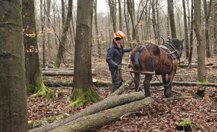 Karsten Güttler demonstriert den Pferdeeinsatz im Buchen-Eichenmischwald auf nassen, 
extrem befahrungsempfindlichen Böden. | © M. Gürke