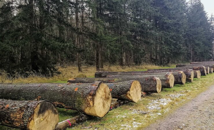Die „Eiche zwischen Ems und Elbe“ war dieses Jahr gefragt wie nie, der Durchschnittspreis ist um 55 % gestiegen. | © NLF