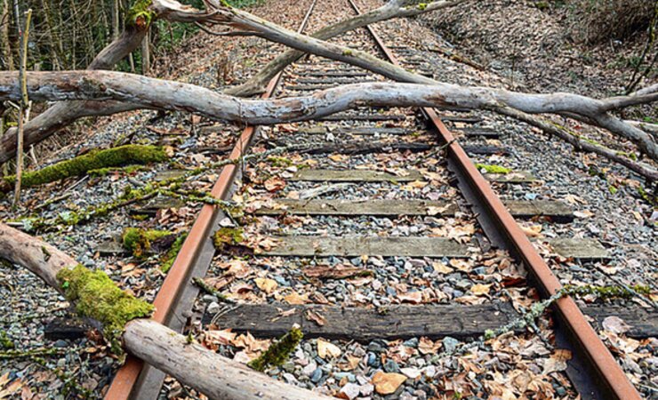 Sturmschäden an Bahnbegleitgrün sorgen immer wieder für Betriebsstörungen. Lassen sich solche mit der richtigen Gehölzauswahl vermeiden? | © BdB