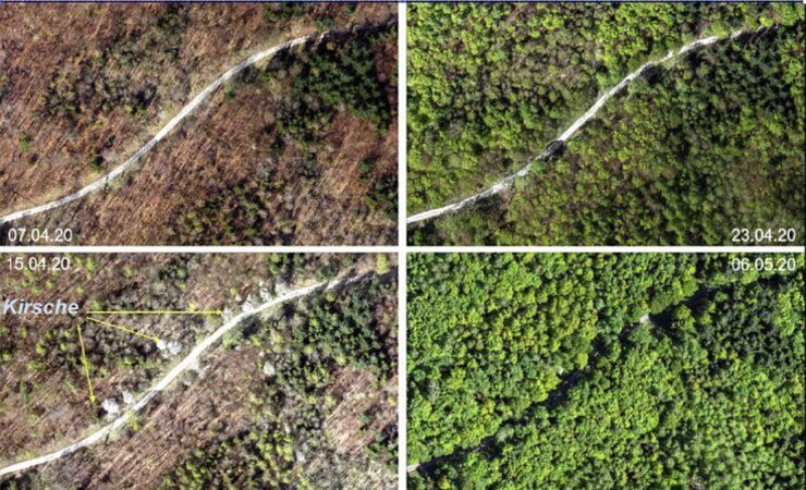 Das Luftbild verdeutlicht die multisaisonale Datenerfassung zur Baumarten-Klassifikation über den Ansatz des phänologischen Fingerabdrucks. | © T. Schneider