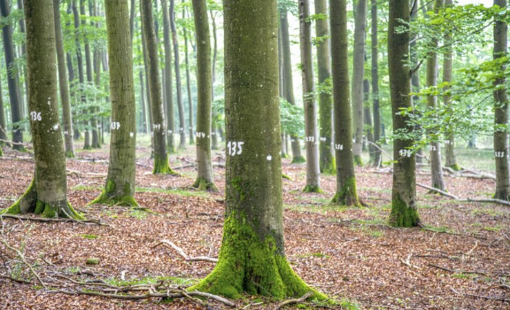 Abb. 1: Nummerierung der Bäume einer Kernfläche (NWZ „Im Brand“) | © K. Striepen