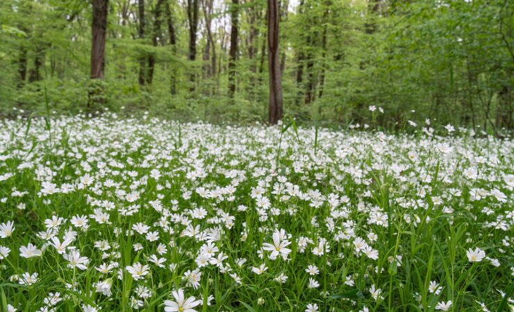 Abb. 1: Der Klimawandel verändert die Zusammensetzung der Waldbodenvegetation (NWZ „Sandweg“) | © K. Striepen