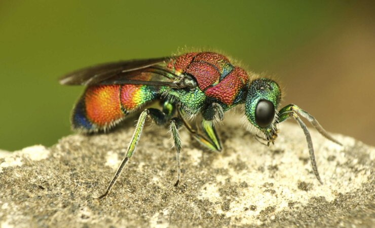 Abb. 1: Die Goldwespe (Chrysis viridula) wurde in Mecklenburg-Vorpommern erstmals nachgewiesen. | © T. Kwast