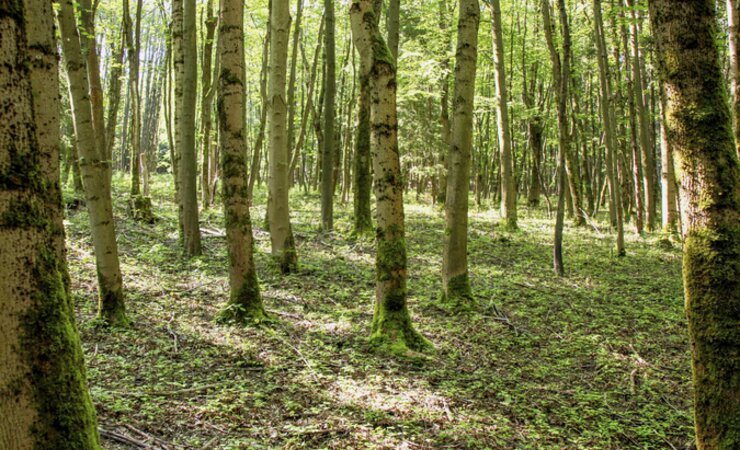 Abb. 3: Edellaubbaumarten – hier ein Mischbestand aus Bergahorn, Gemeiner Esche und Spitzahorn – sind im Erzgebirge häufig durch eine artenreiche Epiphytenflora gekennzeichnet. | © M. Baumann