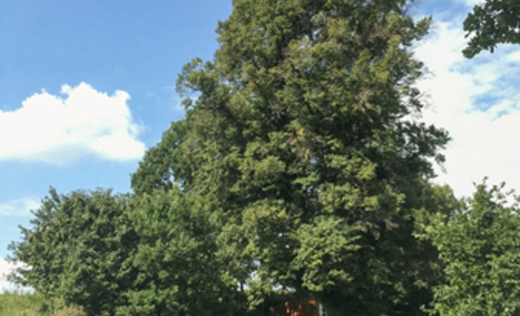 Abb. 1: Die Linde an der Grillhütte in Cassdorf 2019 nach dem Einbau von statischen und dynamischen Kronensicherungen wegen eines hohlen Stamms mit zwei Rissen. Zu beachten ist die vitale, ausgeglichene Krone, die sehr gut in der Lage ist, Windlasten dynamisch abzubauen. Die Verkehrserwartung ist hier sehr gering und die Verkehrssicherheit konnte wiederhergestellt werden. | © P. Funck