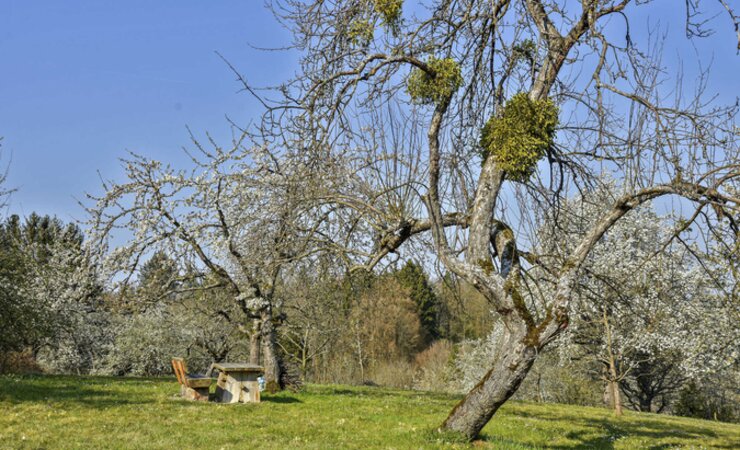 Die Mistel ist eine Aufsitzerpflanze, die Obstbäumen schaden kann. | © JRG/stock.adobe.com
