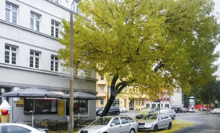 Abb. 3: Straßenbaum in Leipzig-Thonberg (Gemeine Esche, Fraxinus excelsior) | © einenkel landschaftsarchitektur 2017
