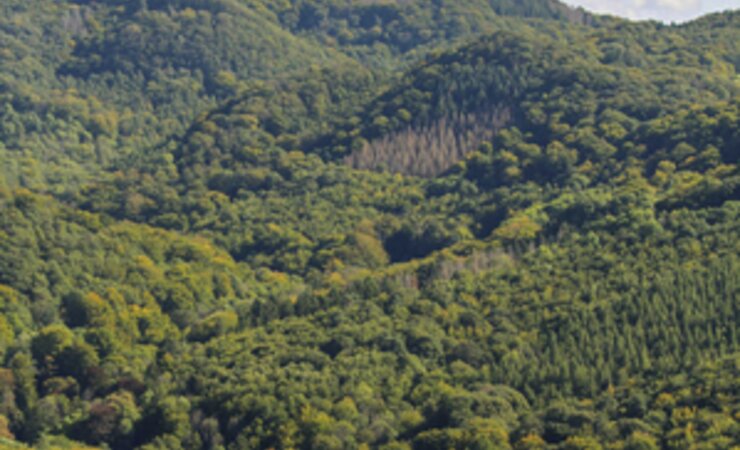 Abb. 1:  In Nordrhein-Westfalen sollen grundsätzlich standortgerechte und strukturierte Mischbestände aus mehreren, überwiegend heimischen Baumarten aus geeignetem forstlichen Vermehrungsgut begründet und entwickelt werden. | © MLV NRW/T. Mrosek