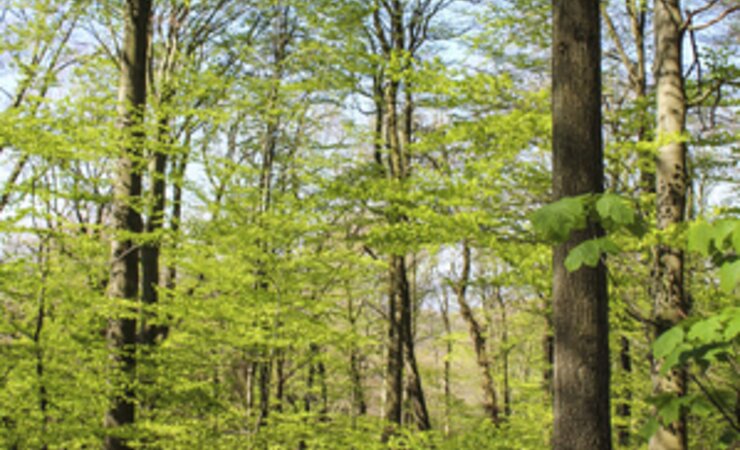 Laubmischwald in Nordrhein-Westfalen | © MLV NRW/T. Mrosek