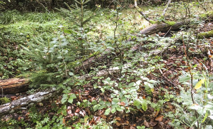 Abb. 1: Naturverjüngung geht vor Pflanzung: Wer Fördermittel für ein klimaangepasstes Waldmanagement beantragt, bindet sich für mindestens zehn Jahre an strikte Vorgaben (siehe Kasten Seite 14). | © FNR/S. Wildermann