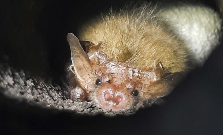 Braunes Langohr (Plecotus auritus) | © K. Mausolf/SHLF