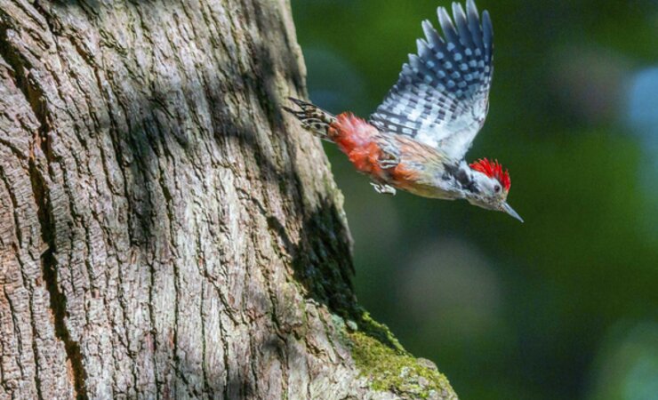 Waldbewohner wie der Mittelspecht fühlen sich in alten Eichen-Laubwäldern wohl. | © K. Striepen/Wald und Holz NRW