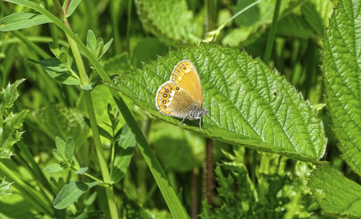 Vom Wald-Wiesenvögelchen gibt es nur noch geringe Restvorkommen. | © Dalüge/FVA