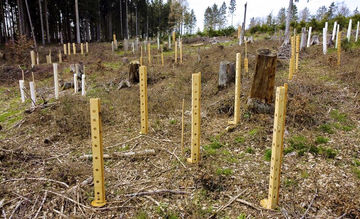 Abb. 1: Im Forstamt Hachenburg werden auch Einzelschutzsysteme gegen Rotwildverbiss getestet. | © M. Reetz