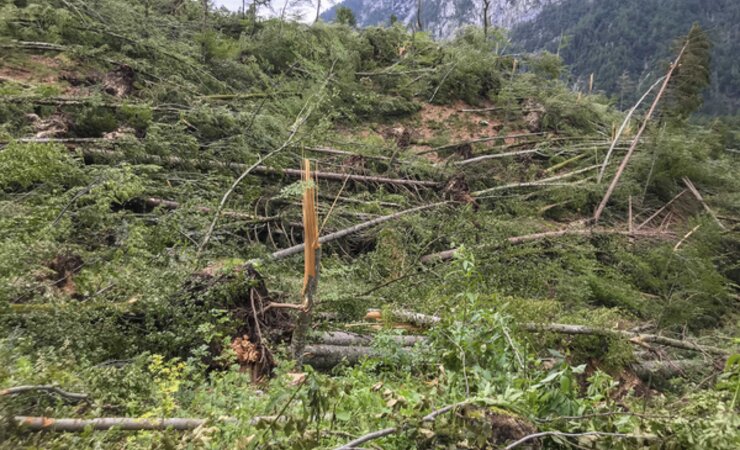 Wie hier in Slowenien sieht es in vielen Wäldern rund um die Alpen aus. Über 3 Mio. Fm Sturmholz sind bisher zusammengekommen. | © ZGS