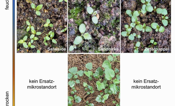 Keimstandorte für Salweide, Sandbirke und Zitterpappel unter feuchten (gegenwärtigen) und trockenen (zukünftigen) Bodenbedingungen auf Freiflächen | © K. Tiebel