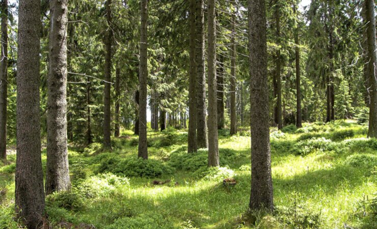 Abb. 1: Die artenarme Krautschicht des Reitgras-Fichtenwaldes ist im Untersuchungsgebiet häufig durch ein Mosaik aus dem namensgebenden Wolligen Reitgras (Calamagrostis villosa) und der Heidelbeere (Vaccinium myrtillus) gekennzeichnet. | © M. Baumann