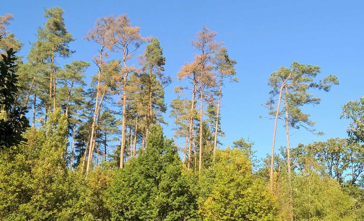 Abb. 1: Waldkiefern in Nürnberg verabschieden sich (Bildhintergrund) im wandernden Klima und junge Traubeneichen wachsen nach (Bildvordergrund). | © C. Kölling