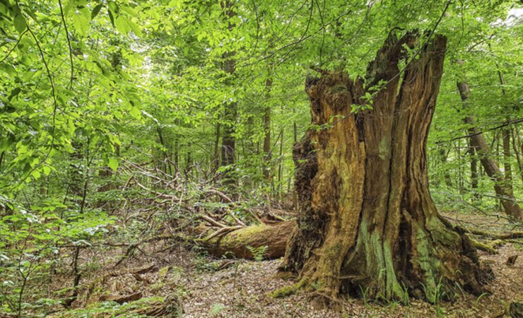 Totholz in einem z. T. 300 Jahre alten Eichenbestand in Niedersachsen. Das Beienroder Holz ist Teil einer DBU Naturerbefläche. | © H. Schneider/DBU
