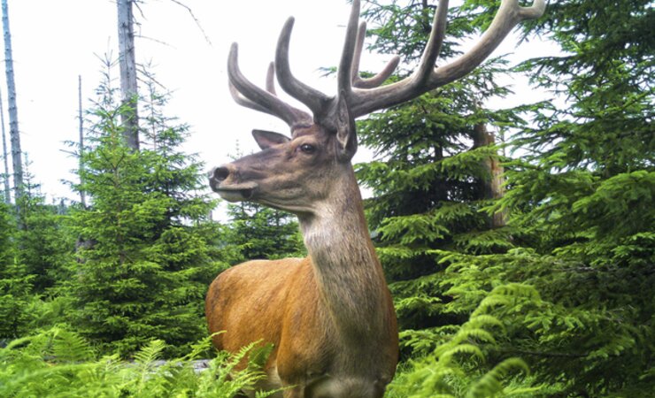 Nicht nur dieser Rothirsch wurde per Fotofalle im Nationalpark Bayerischer Wald erfasst. Er ist das häufigste Huftier in deutschen Nationalparks. | © Nationalparkverwaltung Bayerischer Wald