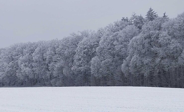 Eiskalt erwischt haben die Haushaltskürzungen der Bundesregierung auch die Waldforschung mit der Streichung der Mittel für den Waldklimafonds. Es fehlen jährlich 30 Mio. €. | © M. Kubatta-Große