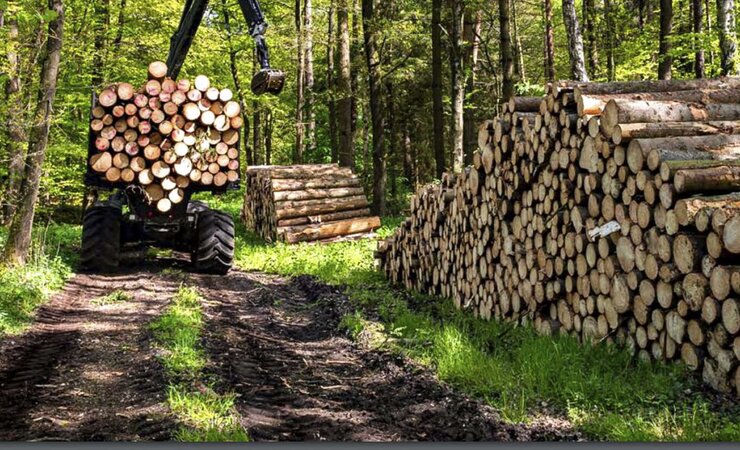 Ein Bild aus der Studie „Alles aus Holz“ vom WWF. Die Arbeitsgemeinschaft Rohholz stellt in ihrem Faktencheck schwere methodische Mängel in der Studie fest, die zu Falschaussagen führen. | © WWF Deutschland