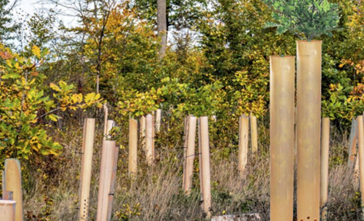 Die plastikfreien, biologisch abbaubaren Ventex-Wuchshüllen, Version Nature von Tubex | © Tubex