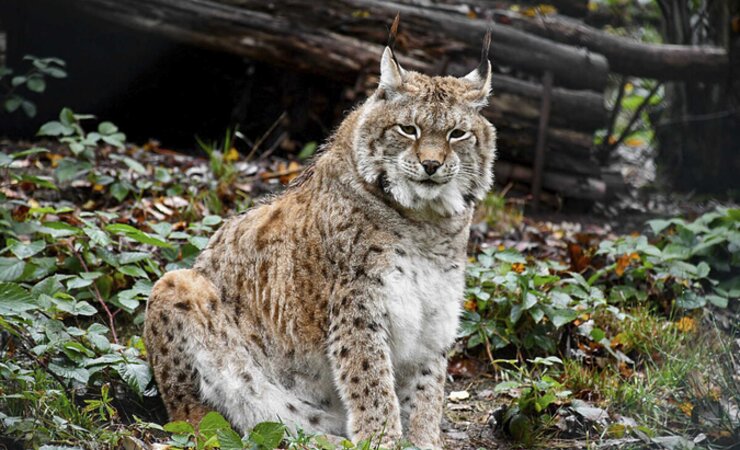 Der scheue Luchs ist längst im Thüringer Wald angekommen. Jetzt soll seine Population mit einer Projektfinanzierung in Höhe von 2,9 Mio. € um 20 Tiere vergrößert werden. | © R. Sikorski