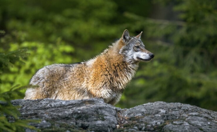 Aktuell gilt der Wolf in der EU als streng geschützt. Ein Vorschlag soll diese Vorgabe nun lockern. | © E. Marek