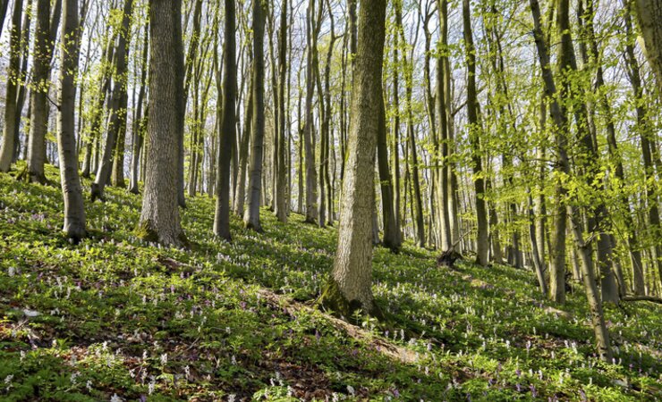 Abb. 1:Der Naturwald Großer Freeden in Niedersachsen | © P. Meyer
