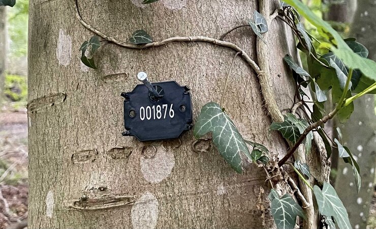 Eine dauerhafte Markierung wird durch mitwachsende Nummernplättchen am Baum gewährleistet. | © arboreo