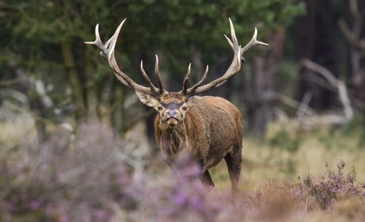 Rothirsch bei der Brunft – Rotwild kann einen großen Einfluss auf die Waldentwicklung haben. | © E. Marek