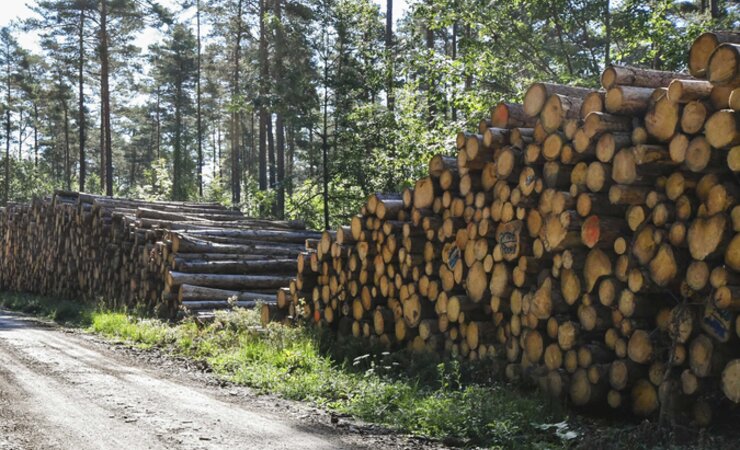 Am Rundholzmarkt in NRW herrscht derzeit wenig Bewegung, er ist erstarrt zwischen Holzmangel und schwacher Konjunktur | © Marc Kubatta-Große