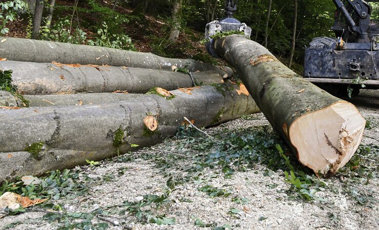 In den ersten zwei Monaten 2024 wurde mehr Buchenrundholz exportiert als im Vorjahreszeitraum. | © M. Kubatta-Große