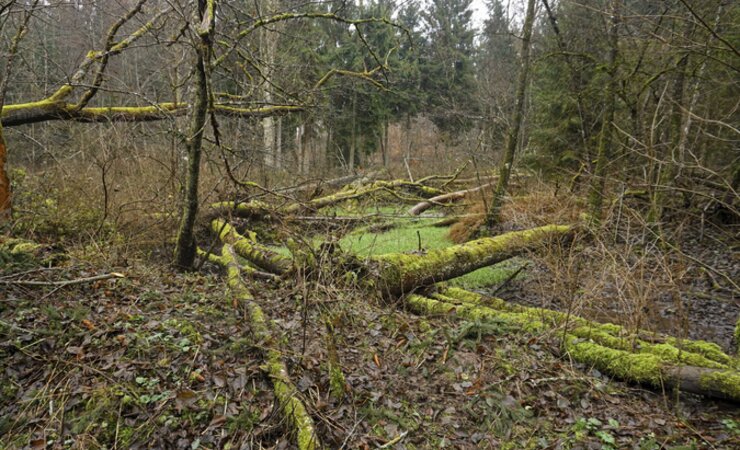 Abb. 1: Bereits umgestürzte Eschen mit teils mannshoher Begleitvegetation erschweren sowohl die Holzernte als auch die nachfolgende Pflanzung. | © WBS