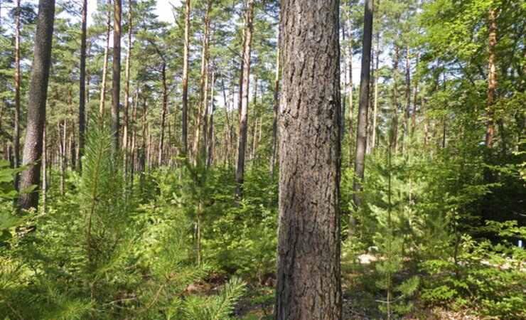 Abb. 1: Natürliche Mischverjüngung in Kiefernaltbeständen des Nordostdeutschen Tieflands | © Foto; A. Wehnert