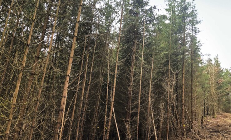 Abb. 1: Hier kommt kein Harvester durch. In diesem Fichten-Bürstenwuchs ist der Zuwachs ungenügend, ebenso wie die Differenzierung und die Mischung. | © U. Kohnle