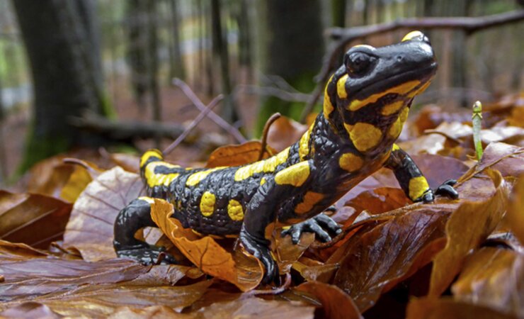 Der Feuersalamander ist an strukturreiche Laubwälder mit intakten Quellbächen angepasst. | © A. Schmitt/Waldnaturschutz Oberfranken