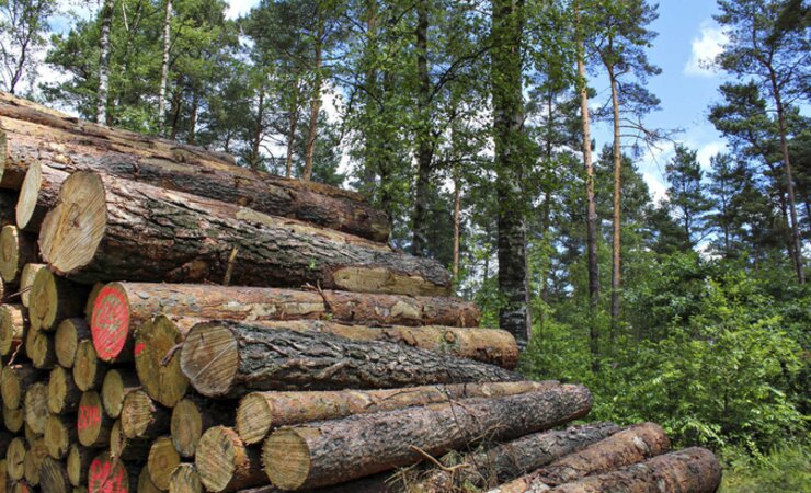 Abb. 1: Holzpolter in der Lüneburger Heide | © L. Rosenkranz