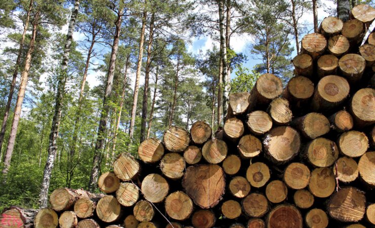 Abb. 1: Holzpolter in der Lüneburger Heide | © L. Rosenkranz