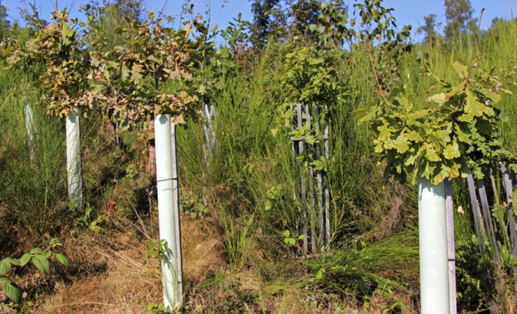 Abb. 1: Nach mehr als 4 Jahren Standzeit sind Wuchs- und Schutzhüllen aus Kunststoffen im Landschaftsbild immer noch auffällig. Die Holzprodukte sind dagegen kaum noch wahrnehmbar und auch der Habitus der jungen Eichen ist bei allen Wuchs- und Schutzhüllen vergleichbar. | © M. Reetz