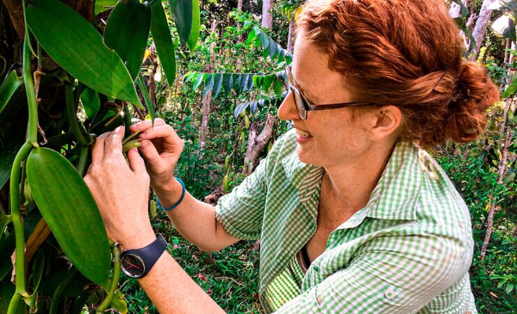Doktorandin Annemarie Wurz bestäubt eine Vanilleblüte in Madagaskar. | © Anjaharinony A.N.A.Rakotomalala