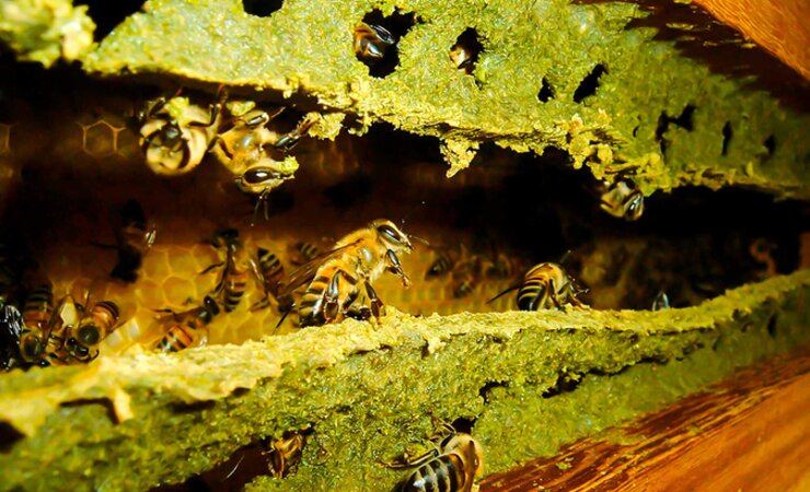 Bienen in Brasilien sammeln an den Alecrim-Pflanzen (Korbblütler), grüne Propolis und verschließen damit jede Öff-
nung in ihren Stöcken. Eine aktuelle Studie bestätigt, dass die grüne Propolis wirk-
sam gegen Coronaviren ist. Für dieses Foto gewann Cezar Ramos Junior, Firma Natucentro, eine Goldmedaille der Apimondia 2013 in Kiew. | © Cezar Ramos