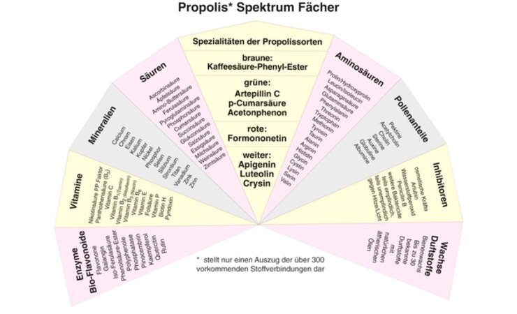 Propolis ist komplex und enthält über 300 verschiedene Stoffverbindungen. Hier kann nur ein Auszug daraus dargestellt werden. | © Claudia Perle
