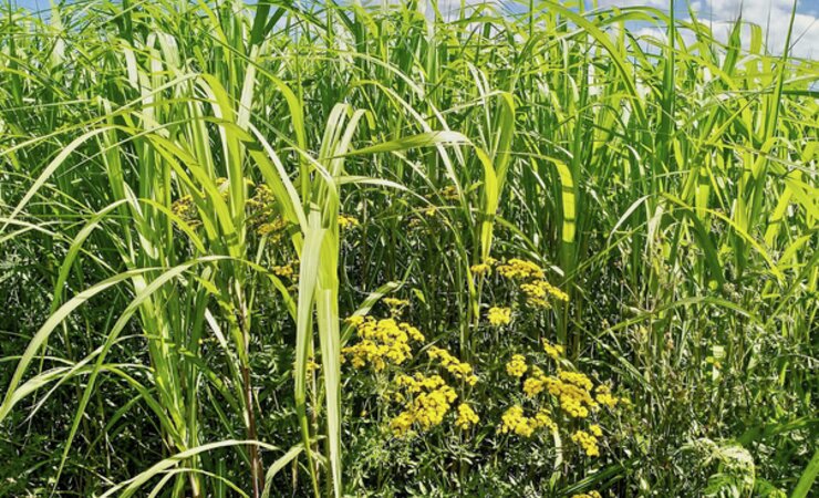 Miscanthus und Rainfarn auf dem Goldenen Acker der Universität Hohenheim. | © Moritz von Cossel, Uni Hohenheim