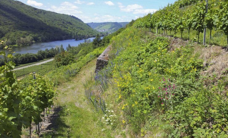 Neuartige Querterrassierung mit begrünten Böschungen an einem untersuchten Weinberg. | © André Krahner, JKI