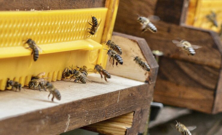 Bienen sind häufig mehreren Pestiziden ausgesetzt. | © Markus Scholz, Uni Halle