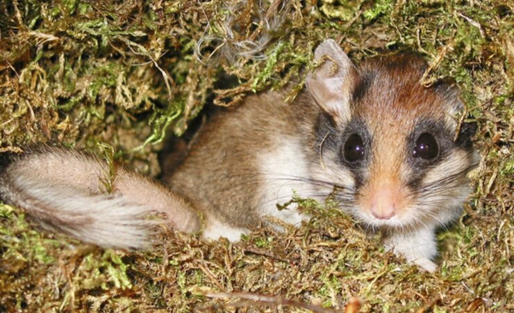 Der Gartenschläfer ist vom Aussterben bedroht. | © Rudi Leitl, Bund Naturschutz in Bayern e.V.