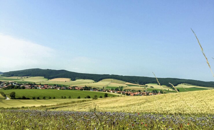 Blühstreifen neben einem konventionellen Weizenfeld bei Sebexen im Landkreis Northeim. | © Costanza Geppert