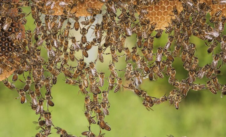 Honigbienen, die neue Waben bauen: Sind diese komplexen und hochsozialen Verhaltensweisen tatsachlich nur instinktgesteuert? | © Helga Heilmann
